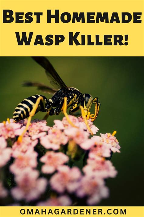 Best Homemade Wasp Killer In Wasp Killer Get Rid Of Wasps