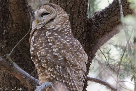 Spotted Owl | Audubon Field Guide