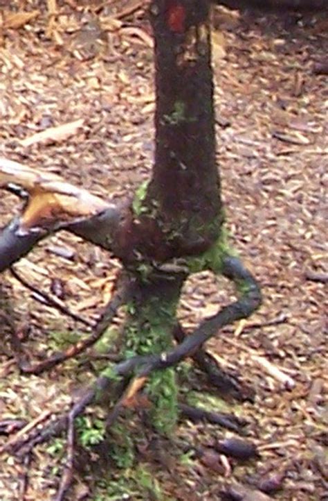 Mystery-roots – The Garden Professors™