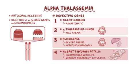 Alpha Thalassemia Flashcards Quizlet