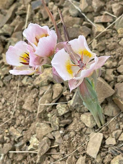 Calochortus Persistens Calflora