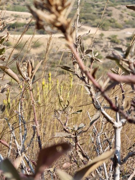 Flower In The Desert Is Dry Land Daisy Stock Image Image Of Nature