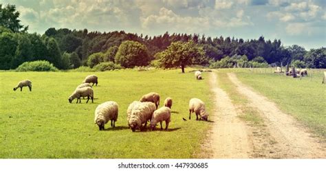 How Does A Shepherd Lead Sheep