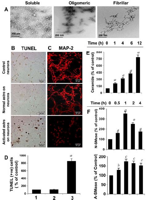 Activated Primary Human Astrocytes Induce Apoptosis And The Activation