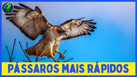 Os Pássaros e Aves Mais RÁPIDOS do MUNDO Velozes e Furiosos YouTube