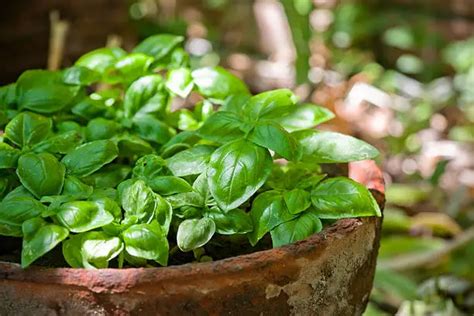 Cómo plantar albahaca en una maceta y cuándo se debe hacer