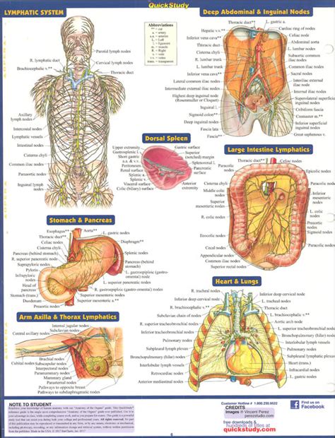 Anatomy of the Organs Quick Study | Bar Charts | 9781423234630