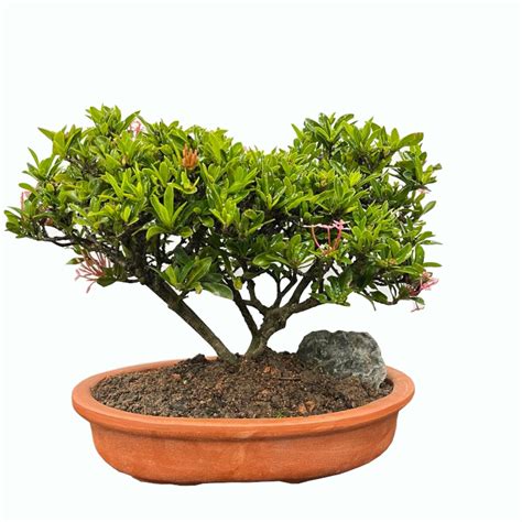 Ixora 'Dwarf Pink' Bonsai (0.25m) – IM Garden Mart