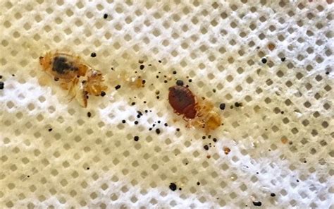 Why Do Bed Bugs Come Out At Night Peachtree Pest Control