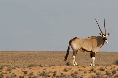 Top 50 Amazing Sahara Desert Animals - Owlcation