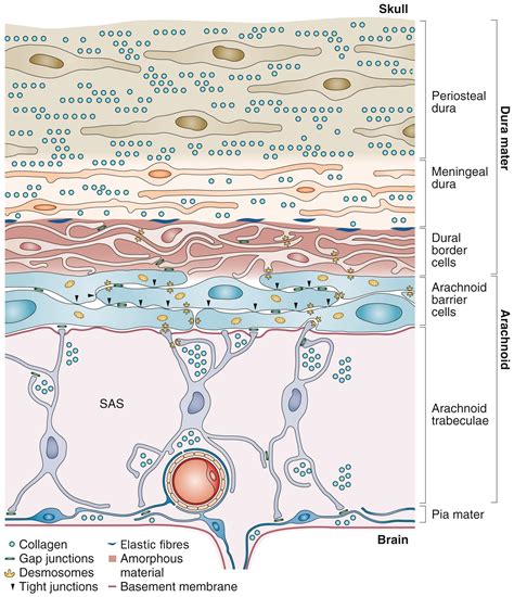 Pathophysiology Of Subdural Haematoma 3
