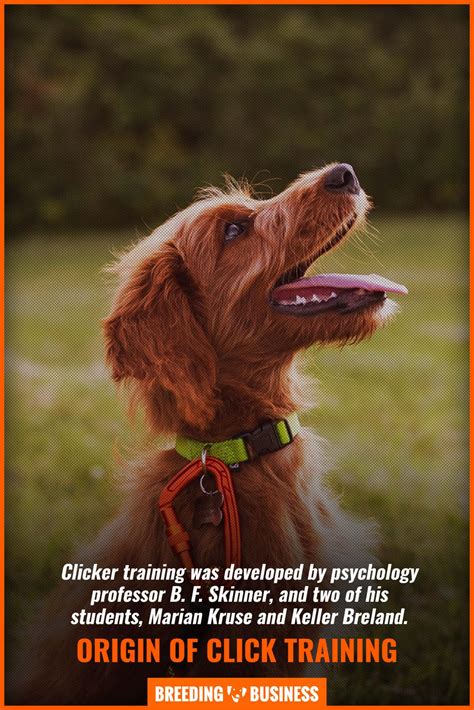 6 Best Dog Clicker Training Apps (iOS & Android) [2026 Review]