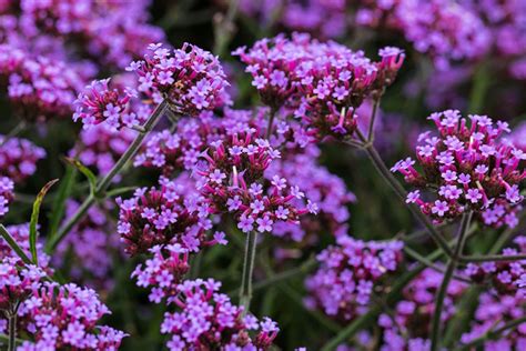 Вербена буэнос-айресская (Verbena bonariensis) Р9 хит продаж — Питомник ...