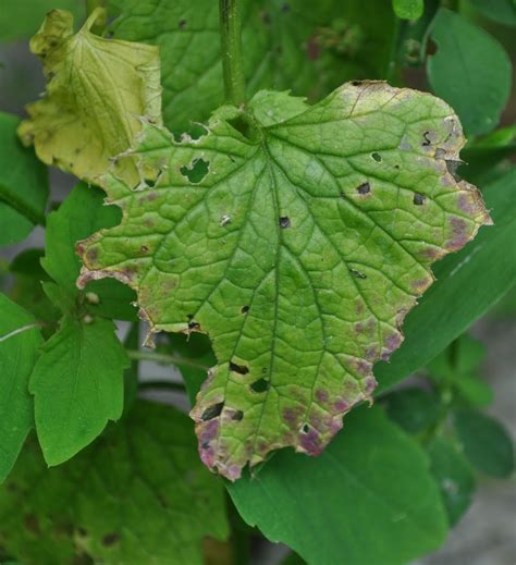 Wit S End Wake The Fuck Up