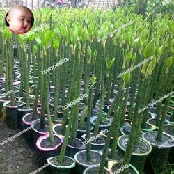 Jual Jual Tanaman Mangrove Bakau Bibit Biji Benih Kota