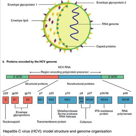 Figure Mechanisms Of Action Of Ribavirin Proposed