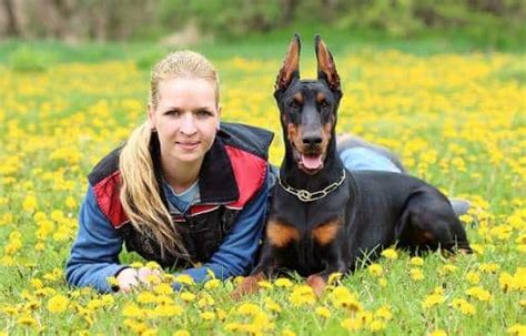 13 Reasons Why Do The Police And The Military Reject Dobermans