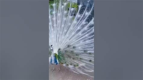 Beautiful White Peacock Opening Feathers Most Expensive Peacock In Pakistan Viralshort