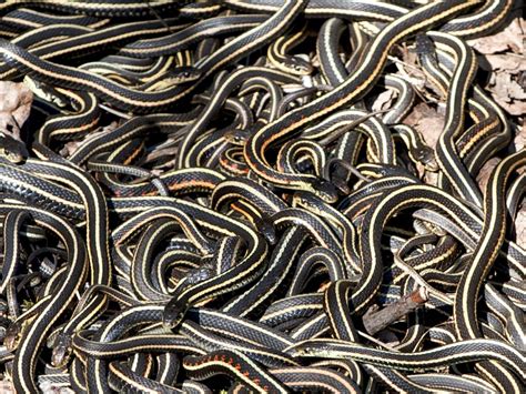 The Largest Gathering Of Snakes In The World Woke Up From A Nap And