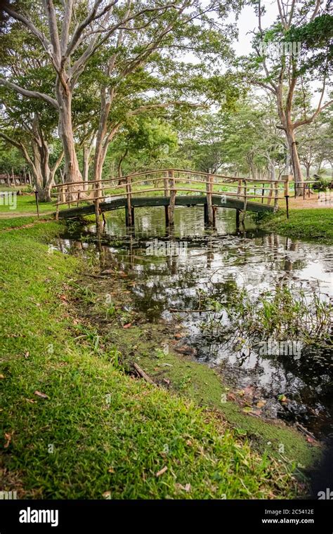 Small Bridge Over Stream In A Grove With A Lake In Sri Lanka Stock