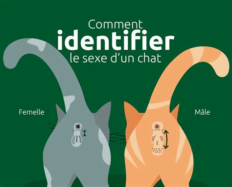 Comment Reconna Tre Un Chat M Le D Une Femelle Ultima