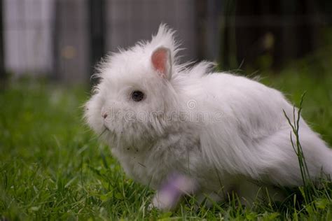 Tir De Focalisation Al Atoire D Un Petit Lapin Mignon Photo Stock