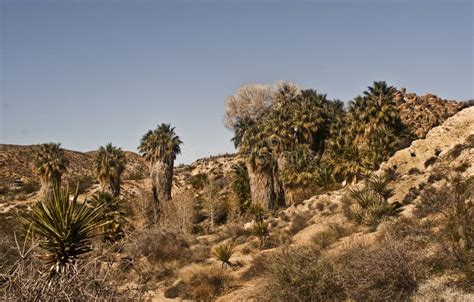 Desert Oasis With California Fan Palms Stock Image - Image of smoke ...