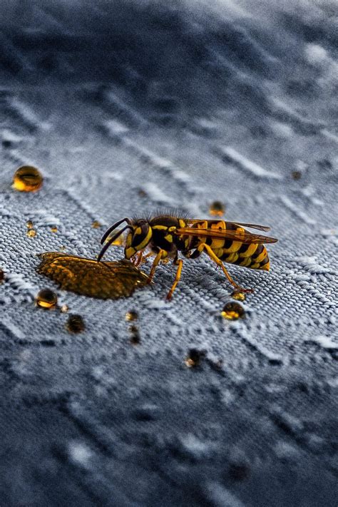 Cómo Actuar En Caso De Picaduras De Avispas Y Abejas Arnidol