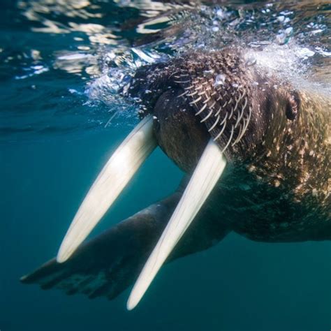 Walrus | Walrus, Under the sea, Mammals