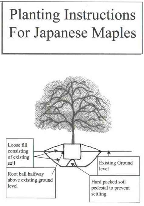 Red Maple Tree Root System Diagram