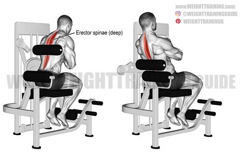 Machine back extension exercise guide and video | Weight Training Guide