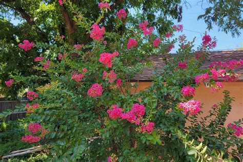 Crepe Myrtle Colors | A Comprehensive Guide | Perennial Masters