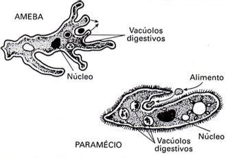 Digestão Intracelular E Extracelular - Digestão Celular: Intracelular e Extracelular - Cola da Web
