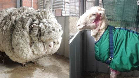 Shearer saves lost sheep from woolly death - CNN.com