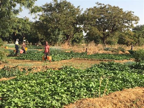 From Savannahs to Fields: Exploring Burkina Faso’S Agricultural