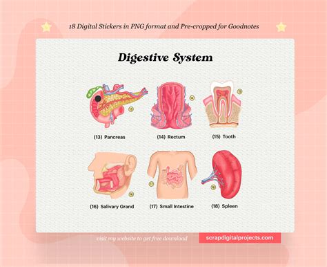 18 Digestive System Digital Stickers Gastrointestinal Sticker Human