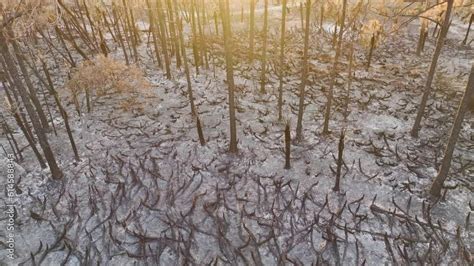 Charred Dead Vegetation Burnt Down After Wildfire Destroyed Florida