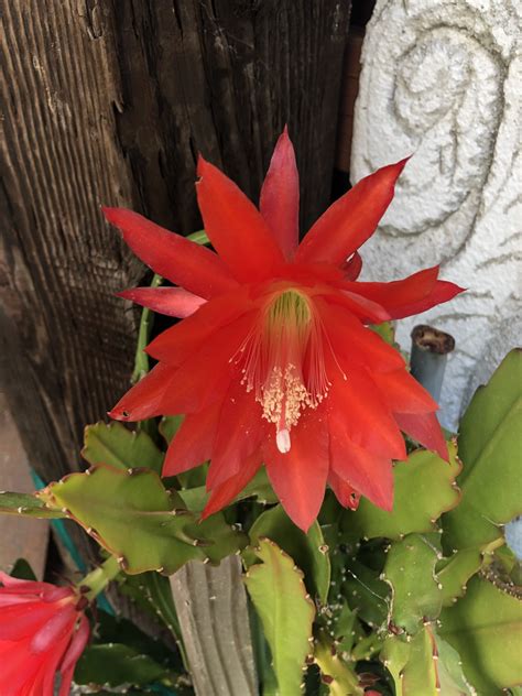 The Perfect Combo 2 Cuttings Of Epiphyllum Red Ackermanii Etsy