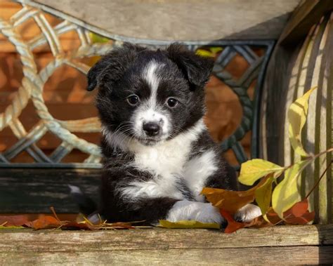 30 Best Lap Dogs for Cuddly Pet Owners