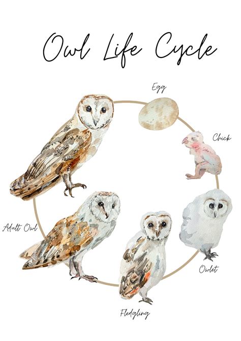 Owl Life Cycle Print Etsy