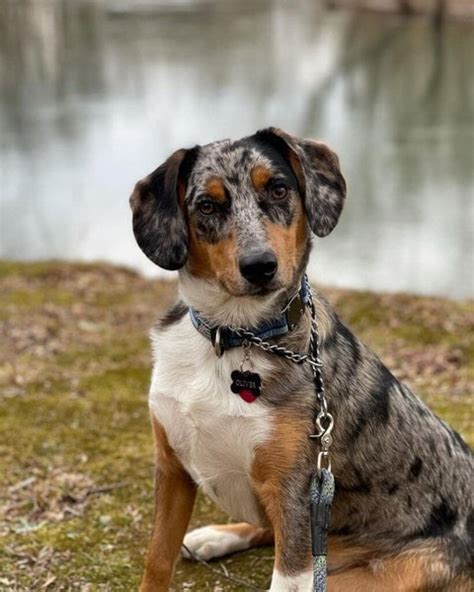 Beagle Mixed With Australian Shepherd