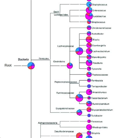 Phylogenetic Diversity And Taxonomical Content Of The Gut Microbiota Download Scientific