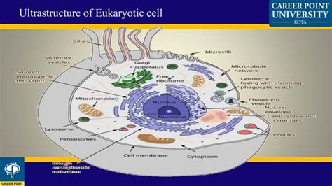 3 Ultrastructure Of Prokaryotes Ppt