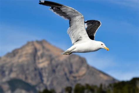 270 Patagonia Bariloche Argentina Bird Stock Photos Pictures