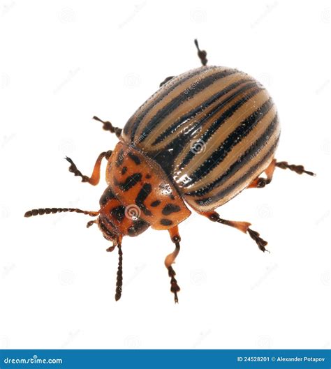 Isolated Colorado Potato Beetle Stock Image Image Of Black Close