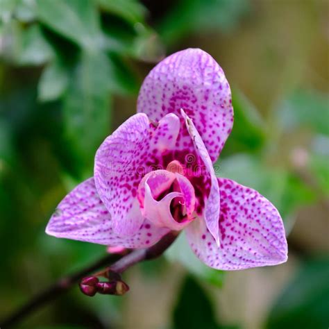 Pink Phalaenopsis Or Moth Dendrobium Orchid Flower Stock Image Image