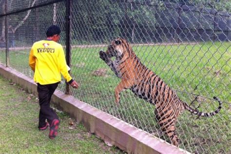 Dua Harimau Sumatera Siap Dilepasliarkan Di TWNC ANTARA News