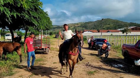 Feira De Cavalo Em Cupira Pe Caavalos A Partir De Reais Youtube