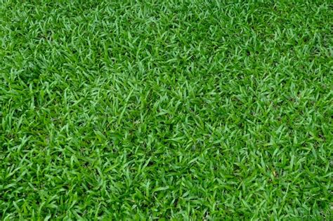 Textura da grama verde para o fundo teste padrão do gramado e fundo