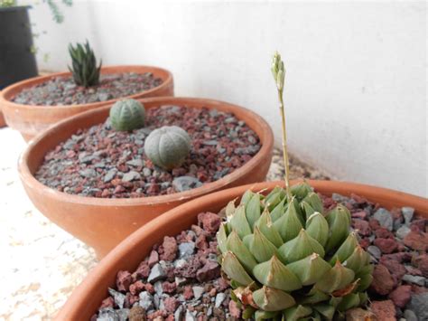 Haworthia Sp Et Euphorbia Obesa Planting Bulbs Succulents Euphorbia